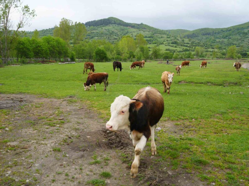 köye dönüş hayvancılık1