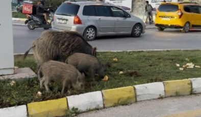 Kuşadası’nda yaban domuzu besleyen 3 kişiye para cezası