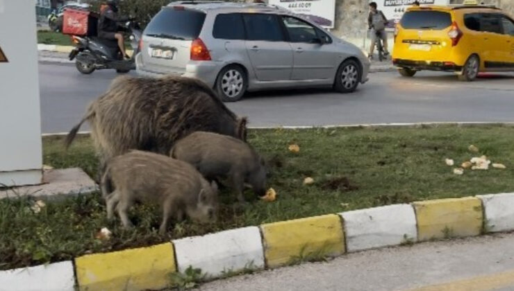 Kuşadası’nda yaban domuzu besleyen 3 kişiye para cezası