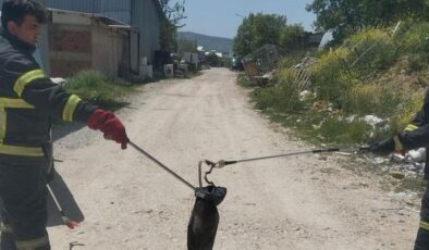 Gediz’de İki Ayrı Yılan Vakası: İtfaiyeden Bahar Uyarısı