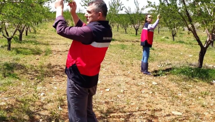 Kütahya’da Zirai Don Kontrolleri