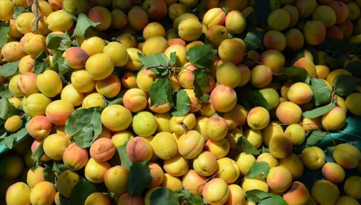 Malatya’dan nisanda 23 milyon dolarlık ihracat