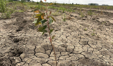 Mersin’de 41 hektarlık ormanı tarım alanına dönüştürmeye çalıştılar