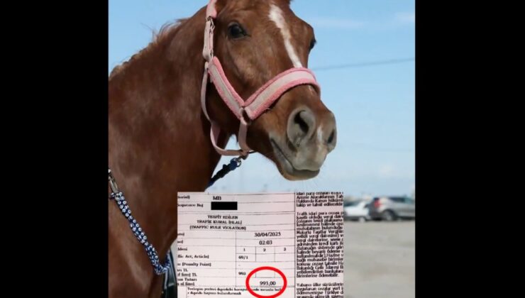 Mersin’de atla markete giden kişiye alkollü araç ve trafik cezası kesildi
