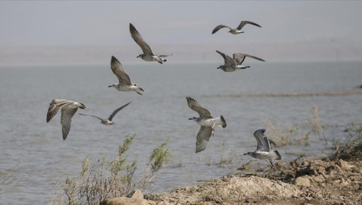 Milleyha Kuş Cenneti “Doğal Sit Alanı” Oluyor