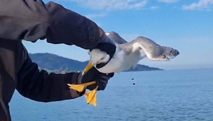 Fethiye’de Balık Beklerken Martı Çıktı