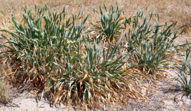 Bodrum’da Kum Zambaklarına Farkındalık