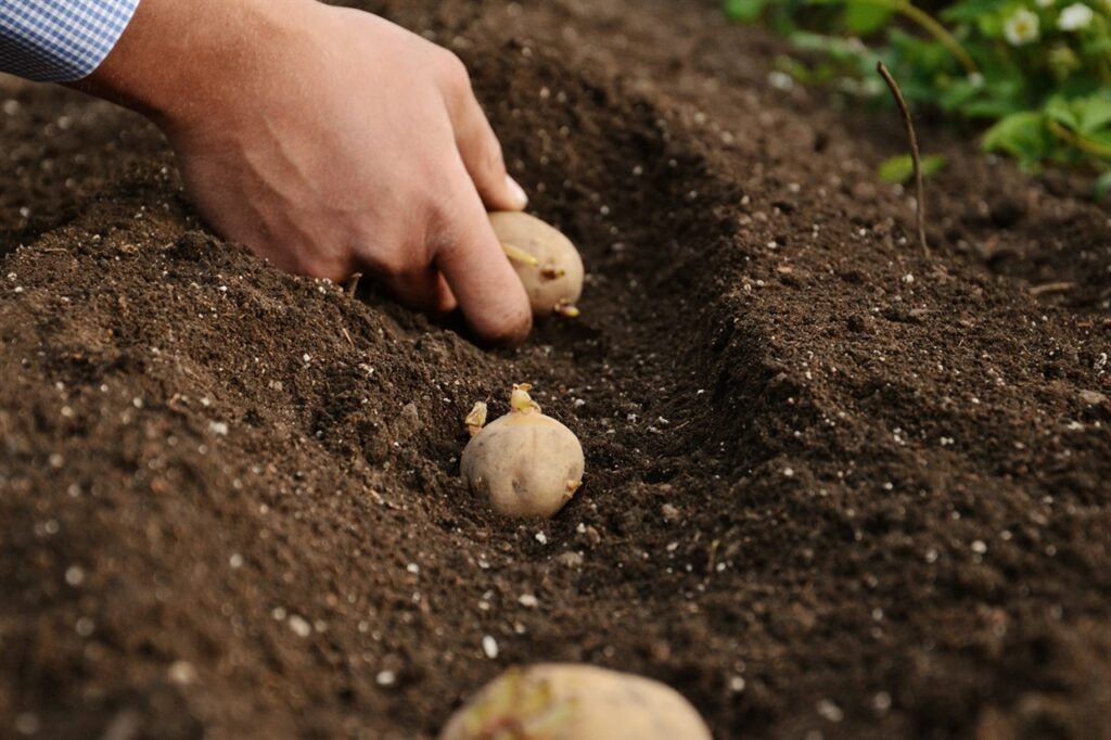 patates yetiştiriciliği1
