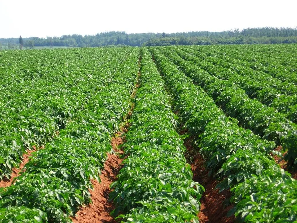 patates yetiştiriciliği2