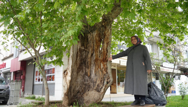 Gövdesi Yanan Asırlık Çınar Hâlâ Yeşeriyor