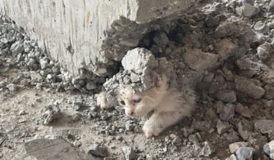 Şanlıurfa’da yavru kedinin üzerine beton döküldü