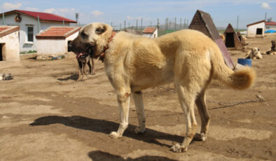Sivas’ta kurt popülasyonundaki artış Kangal köpeğine talebi arttırdı
