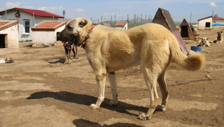 Sivas’ta kurt popülasyonundaki artış Kangal köpeğine talebi arttırdı