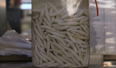 Sivas’ta yetişen dünyanın en pahalı sakızı, yarım altınla yarışıyor