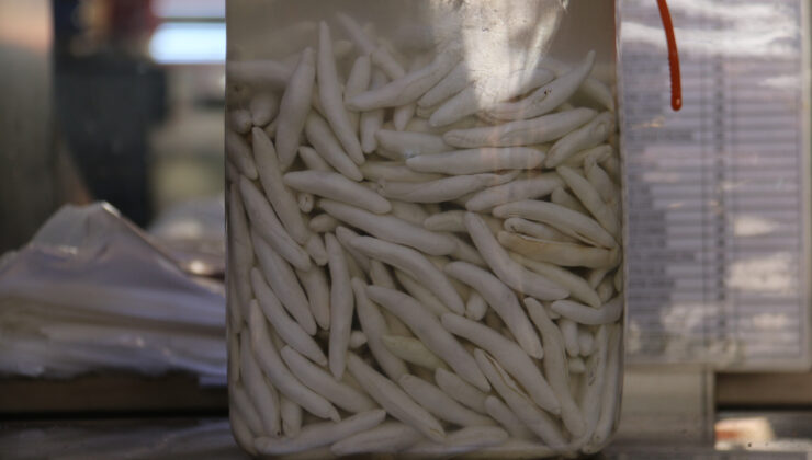 Sivas’ta yetişen dünyanın en pahalı sakızı, yarım altınla yarışıyor