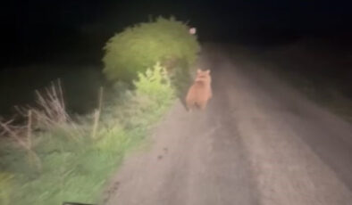 Sivas’ta yolda karşılaştığı ayıyı aracıyla kovaladı