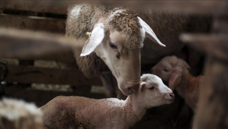 Türkiye hayvancılıkta Avrupa’da ilk sırada