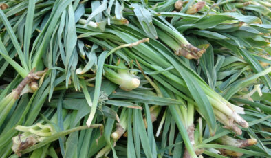 Van’da dağlardan toplanan otlar hem şifa hem kazanç sağlıyor