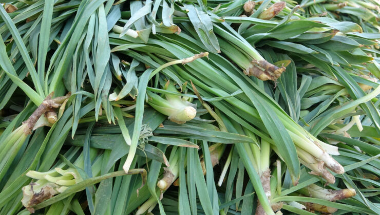 Van’da dağlardan toplanan otlar hem şifa hem kazanç sağlıyor