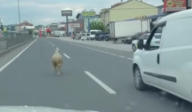Yalova’da firari kurbanlık koyun trafiği birbirine kattı