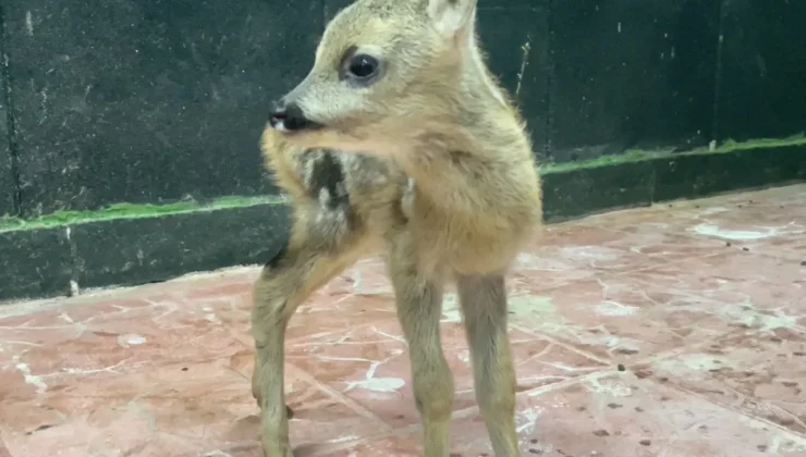 Yavru Karaca Ormanda Bitkin Halde Bulundu