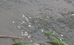 Yeşilırmak Nehri’nde toplu balık ölümleri