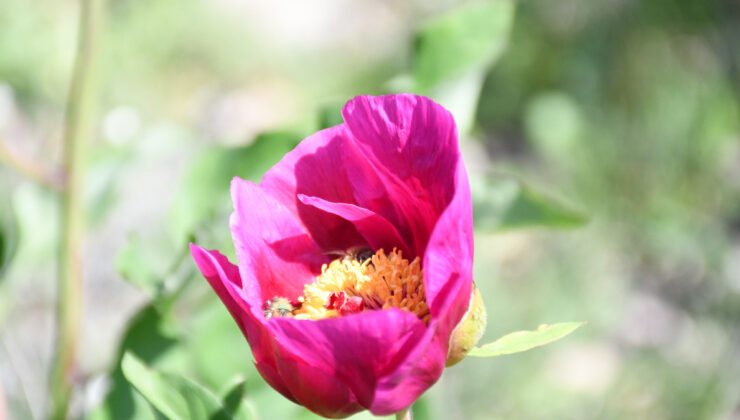Yozgat’ta Cehrilik Laleleri’ni koparana ceza