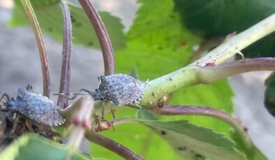 Bursa’da Meyve Ağaçlarını Saran Zararlılar Çiftçinin Kabusu Oldu