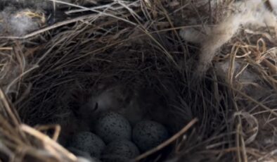 Artvin’de Ekskavatör Kabininde Kuş Yuvası Bulundu