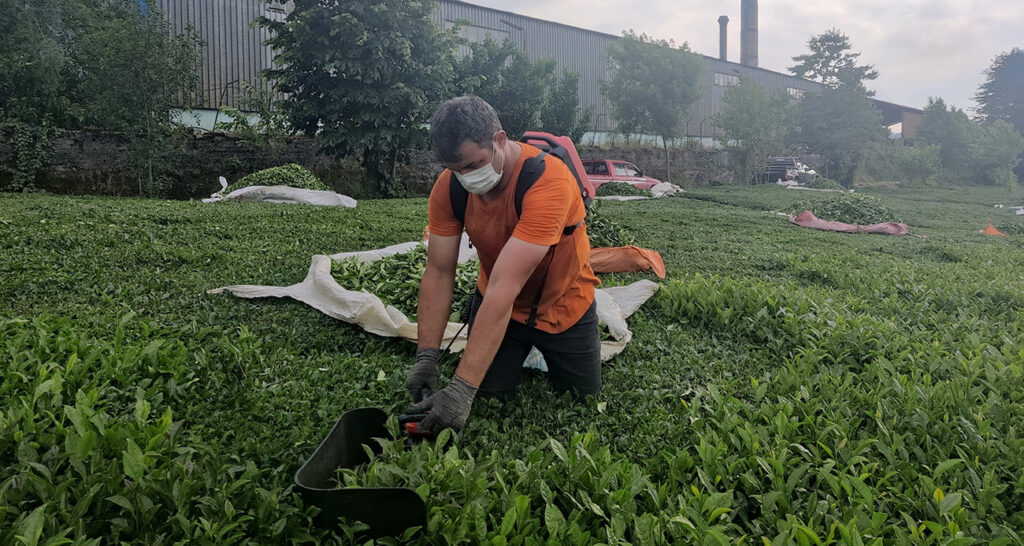 ÇAYKUR Kömür Tozu1