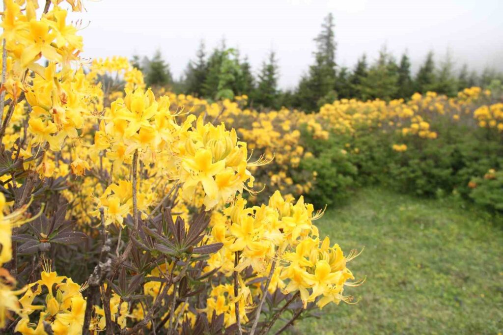  Giresun Orman Gülleri