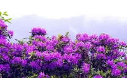 “Avu” Çiçeklerinin Zehirli Güzelliği!