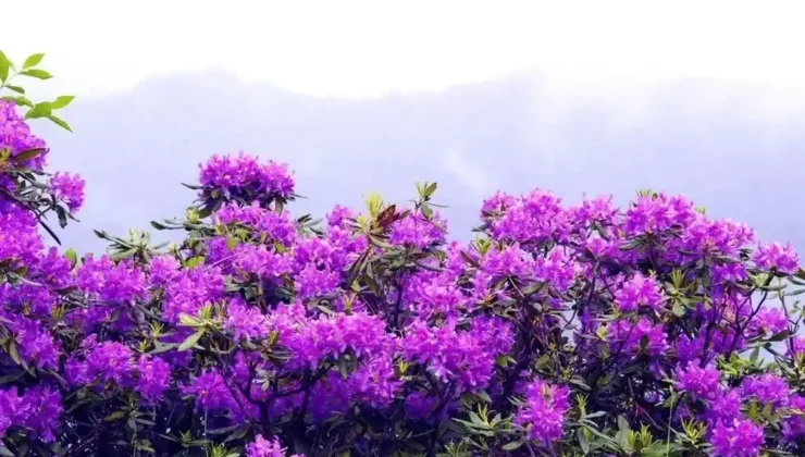 “Avu” Çiçeklerinin Zehirli Güzelliği!