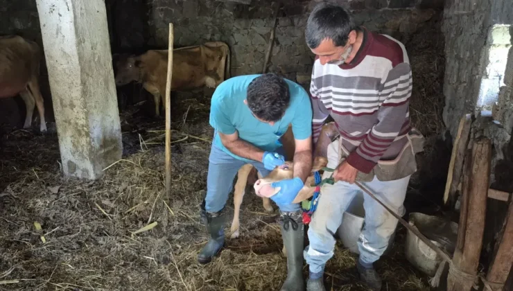 Giresun’da Hayvan ve İnsan Sağlığı İçin Seferberlik