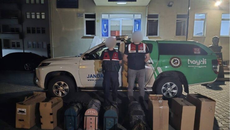 Trabzon Akçaabat’ta Horoz Dövüşüne Jandarma Baskını