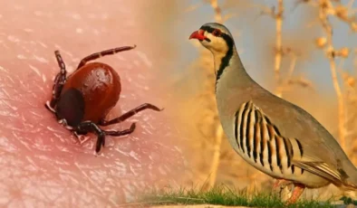 Keklik ve Sülünler Kenelerle Mücadelede Doğal Kalkan Oluyor