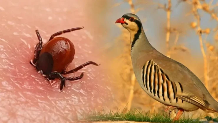 Keklik ve Sülünler Kenelerle Mücadelede Doğal Kalkan Oluyor