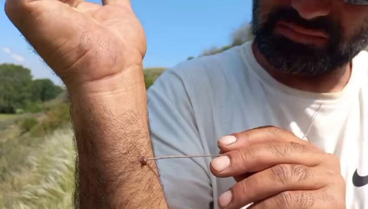 Kene Popülasyonu Artıyor: KKKA Riskine Dikkat!