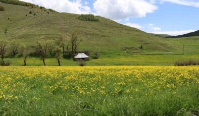 Gümüşhane’de Sarıçiçek Vadisi’nde Büyüleyici Doğa Şöleni