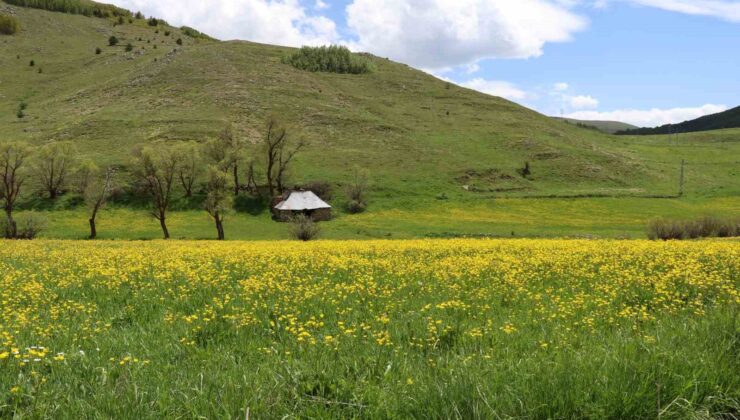 Gümüşhane’de Sarıçiçek Vadisi’nde Büyüleyici Doğa Şöleni
