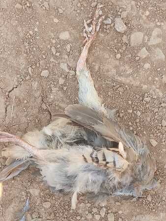 Şebinkarahisar Keklik Ölümleri1