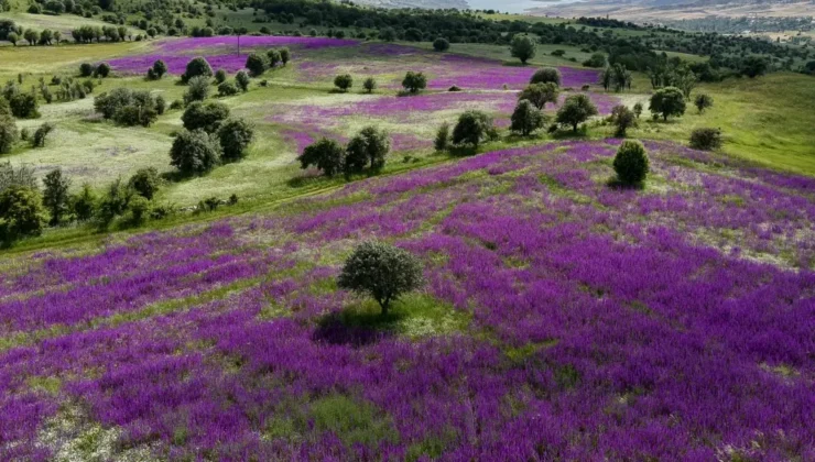 Şebinkarahisar’da Mor Çiçek Şöleni