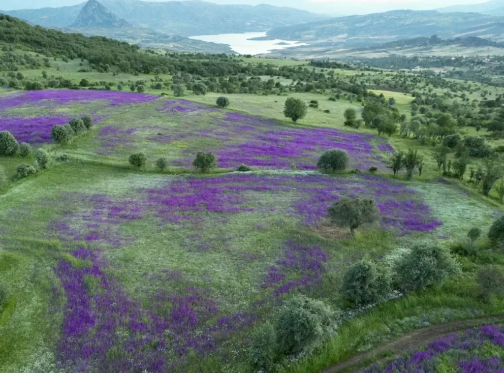 Şebinkarahisar Mor Çiçekler1