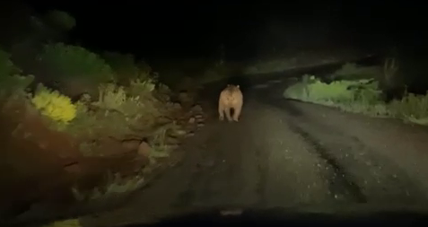 Şebinkarahisar’da Gece Yarısı Ayı Sürprizi