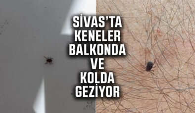 Sivas’ta Keneye Karşı Alarm: 5,5 Ayda 39 Vaka, 7 Can Kaybı