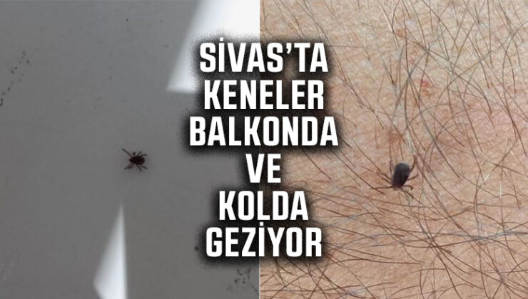 Sivas’ta Keneye Karşı Alarm: 5,5 Ayda 39 Vaka, 7 Can Kaybı
