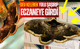 Dev Tavus Güvesi Şebinkarahisar’da Eczaneye Girdi