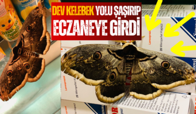 Dev Tavus Güvesi Şebinkarahisar’da Eczaneye Girdi