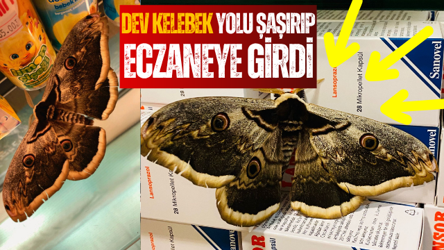 Dev Tavus Güvesi Şebinkarahisar’da Eczaneye Girdi