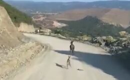 Yaralı Ceylan Yavrusu İçin Seferberlik